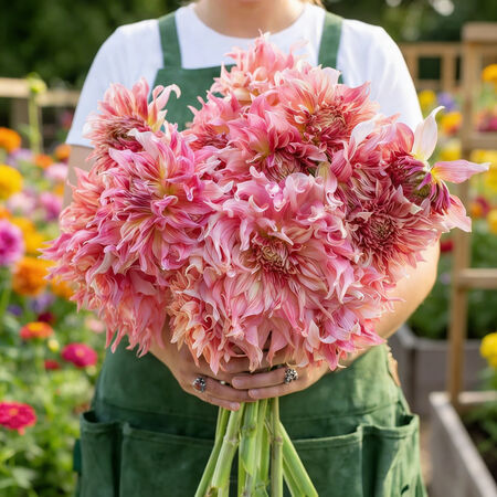 Penhill Watermelon, Dahlia - 2 Tubers image number null